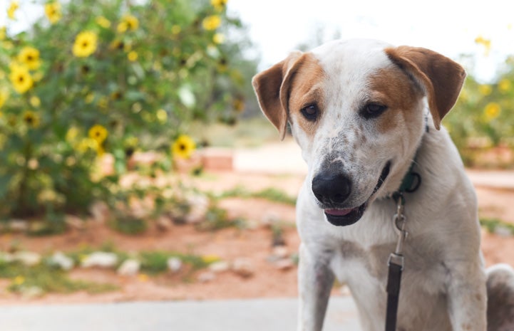 Dog named Long Tail who has three legs