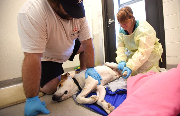 Long Tail the dog having physical therapy sessions twice a day