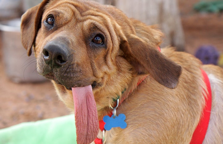 The tongue of Dara the dog