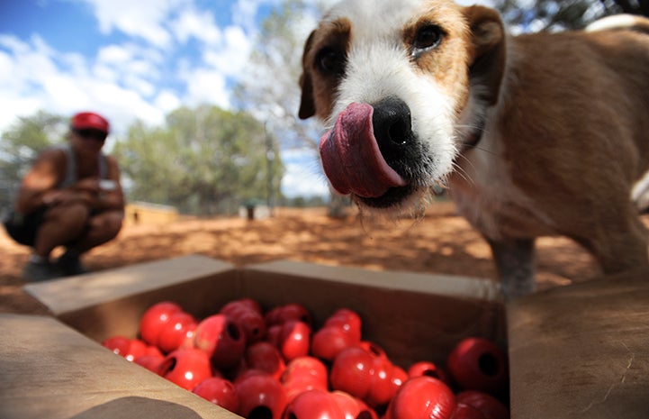 The tongue of Mitchell the dog