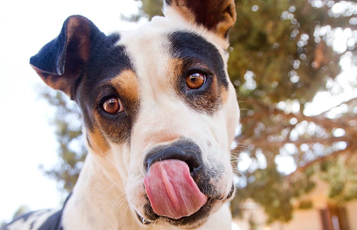 The tongue of Mama Mia the dog