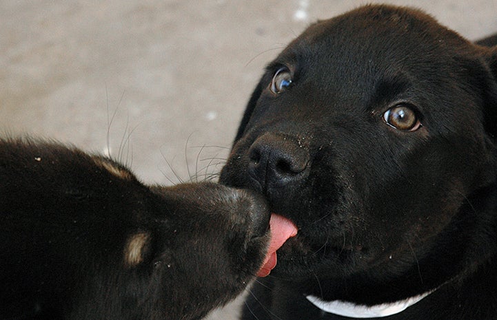 The tongue of Mike the puppy