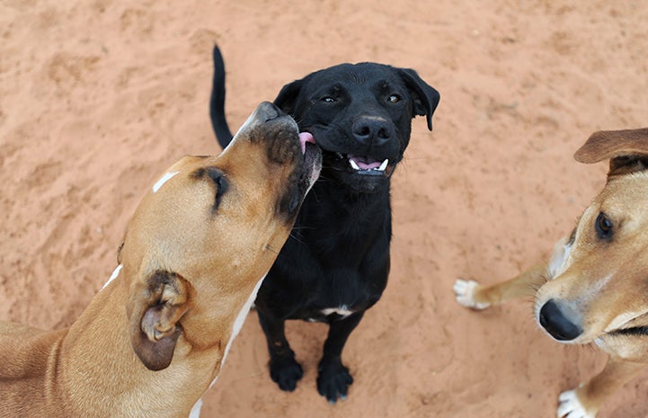 The tongues of Nugget and Grady the dogs