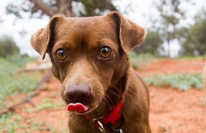 The tongue of Paco the dog