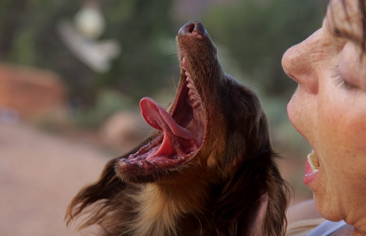 The tongue of Parker the dog