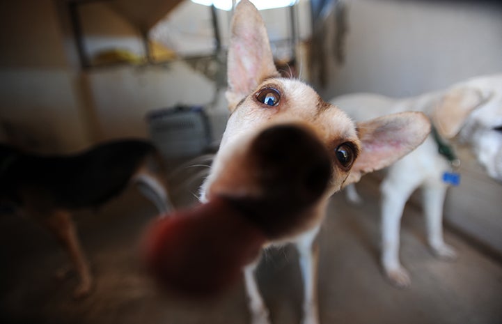 The tongue of Ricki the dog