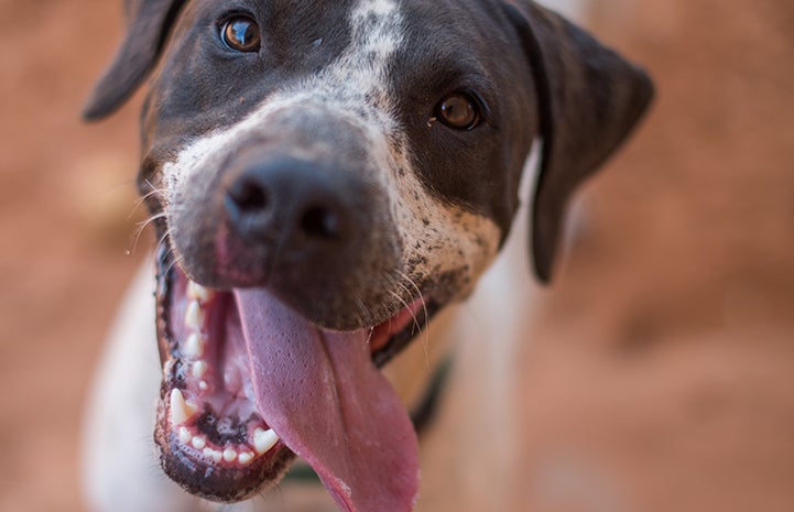 The tongue of Thurston the dog