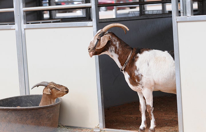 The tongues of Steve and Joseph the goats