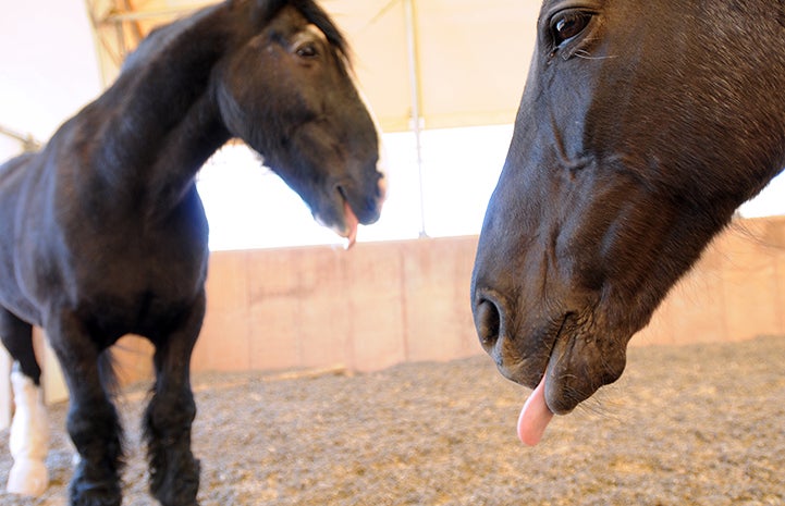 The tongues of Clyde and Josie the horses