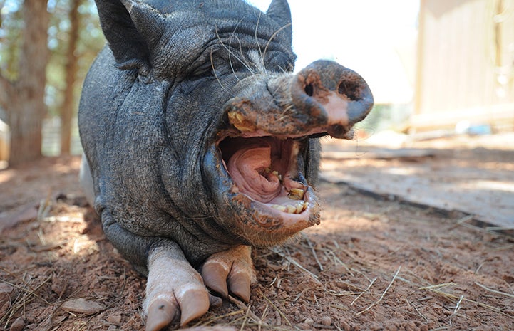 The tongue of Arnold the pig