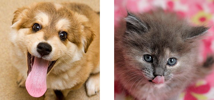 Puppy and kitten with their tongues out