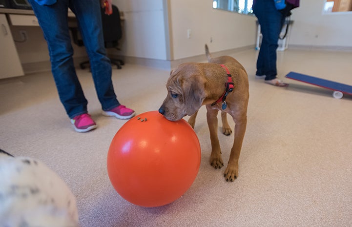 Diwali gets treats off the ball in puppy preschool