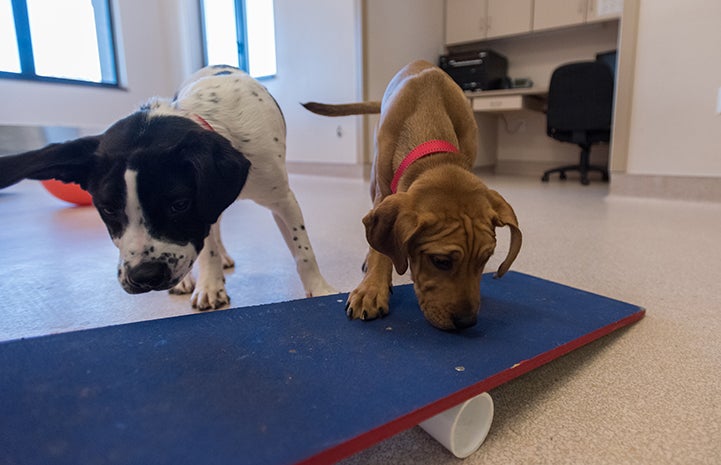 Diwali and Yule taking treats off of a mini teeter-totter