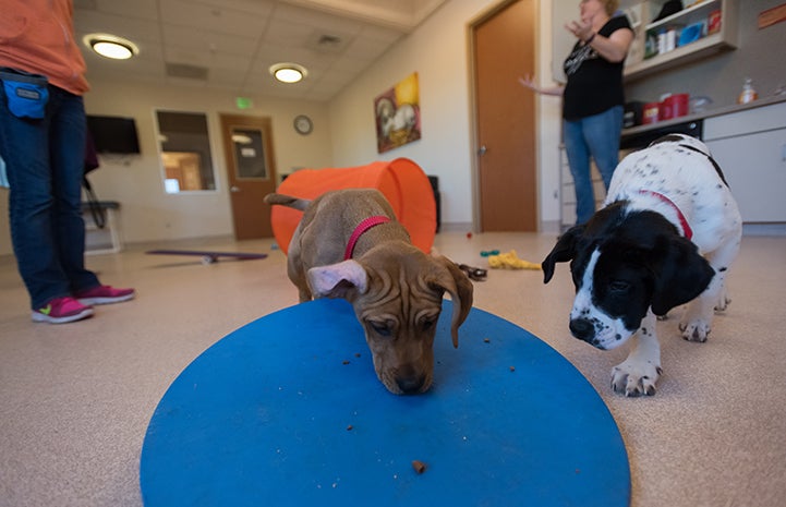 Diwali and Yule having fun and learning at puppy preschool