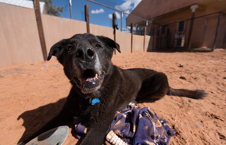 Caffrey the senior dog’s walks and training sessions are helping him keep his mind sharp and gain skills that make him more appealing to potential adopters