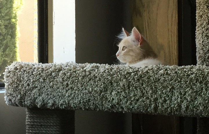 Quinton the kitten resting in a cat tree