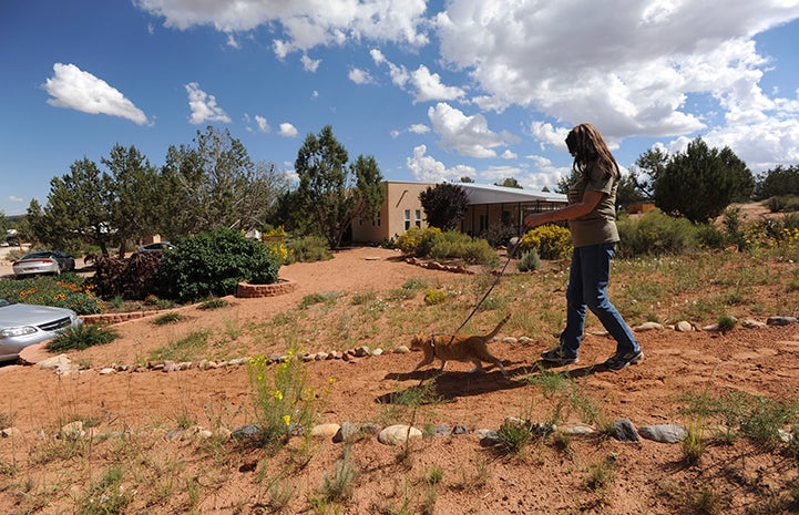 Volunteer walking a cat at Best Friends