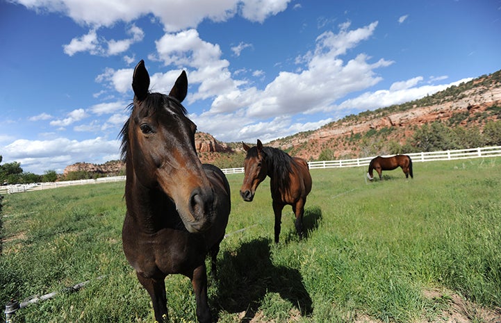 Lady, Thumper, and Katie at Horse Haven at Best Friends