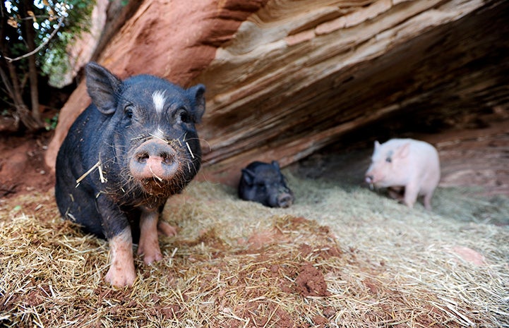 Malcolm, Maxwell, and Rupert at Marshall's Piggy Paradise at Best Friends