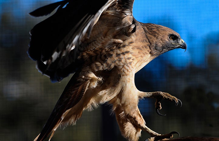 Echo the red-tailed hawk at Wild Friends at Best Friends