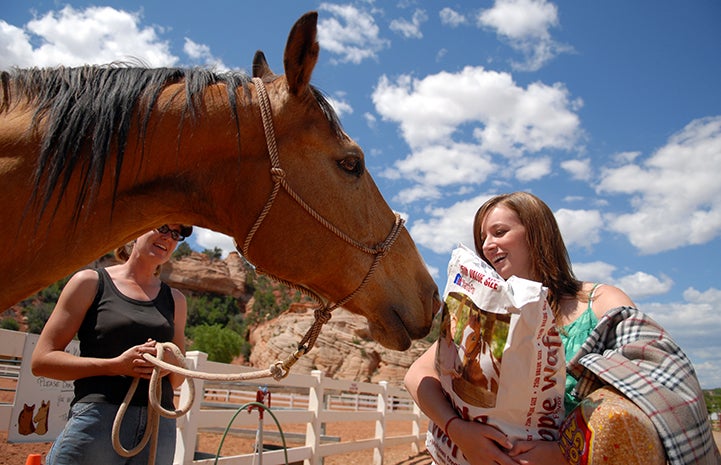 Volunteer bringing food to the horses