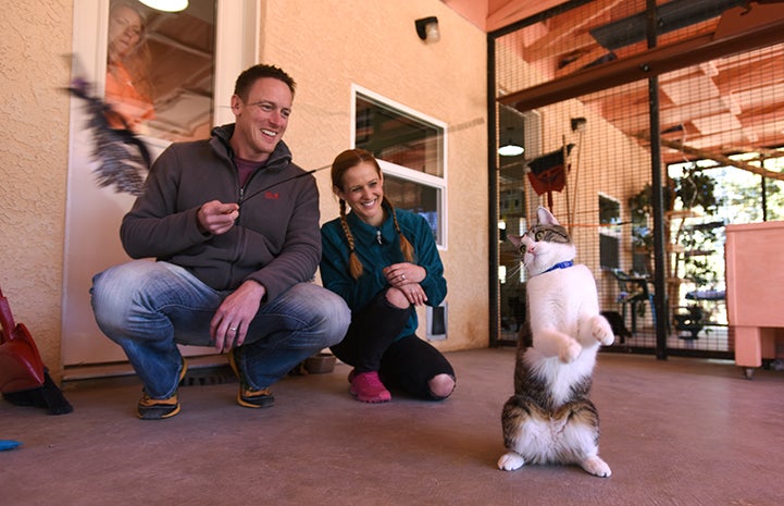 Edina and Nathan Ivens on their volunteer vacation playing with one of the FeLV positive cats at Calmar at Best Friends Animal Sanctuary