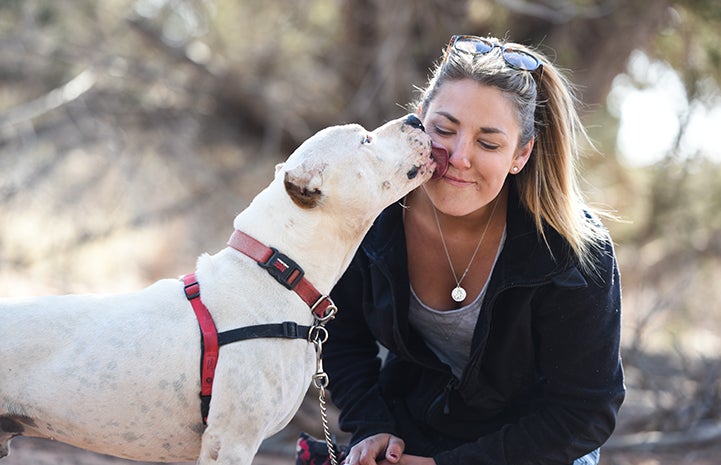 Ralph the blood donating hero dog