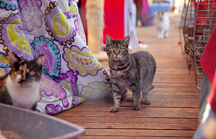 The working cat area at the center