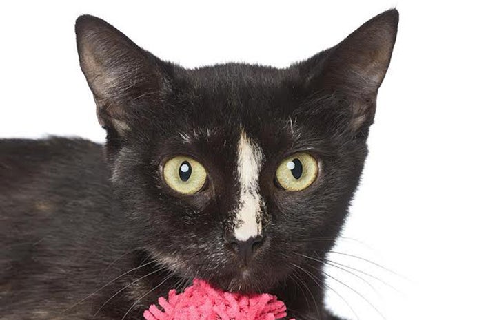 Jamie the cat with an adorable white stripe on her nose