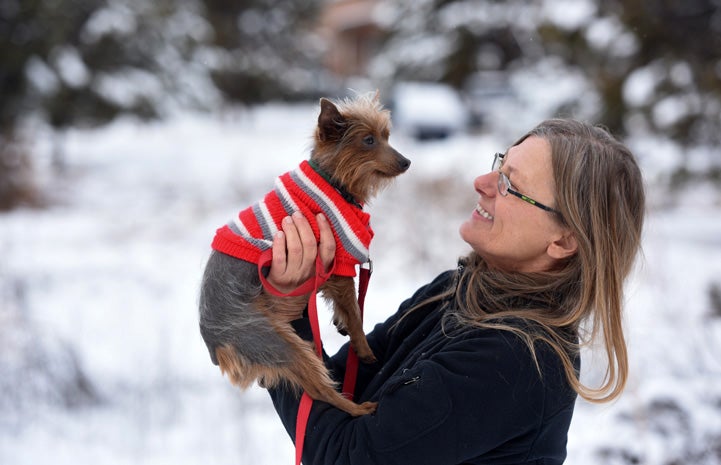 Milky Way the Yorkshire terrier on his way to Dogtown’s training and agility building