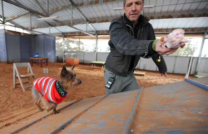 Milky Way the Yorkshire Terrier playing on the agility equipment