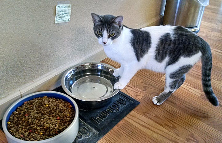 It was Laverne the polydactyl cat's lucky day