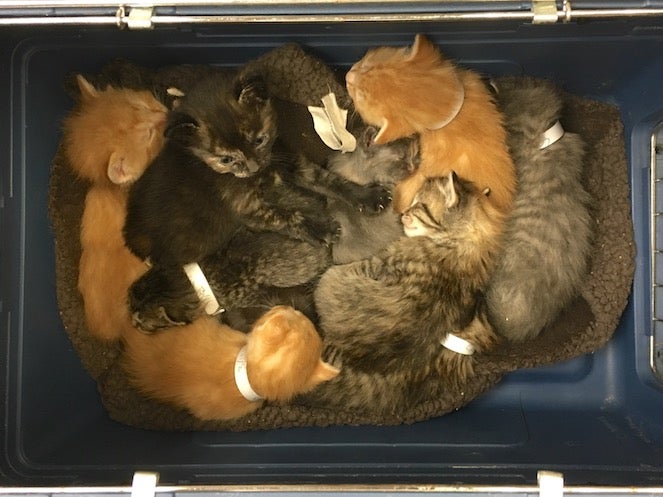 Litter of kittens