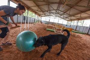 Black shepherd mix Levi the playing treibball with Ashley