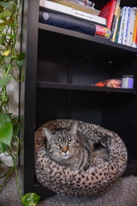 Lola the timid brown tabby snuggles in her bed