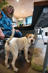 Shug the excitable dog getting some special attention from a woman working at a computer