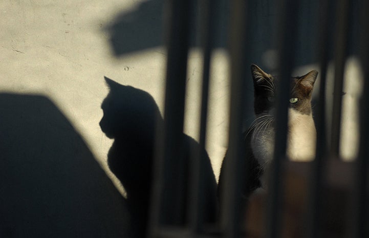 Feral cat behind a fence