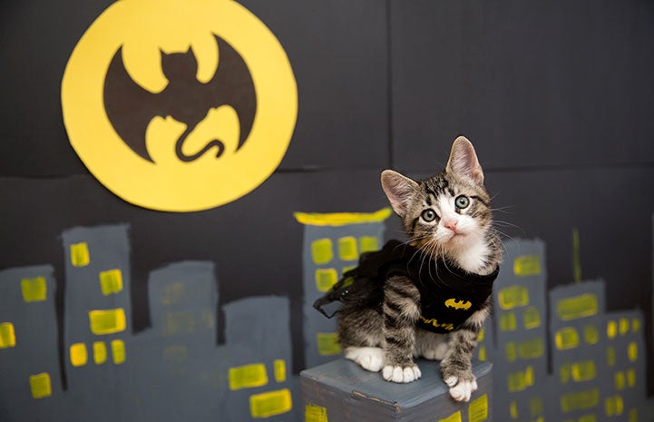 Kitten dressed up as Batman