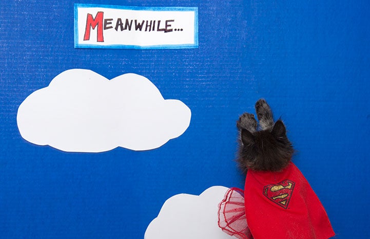 Kitten dressed up as Superman