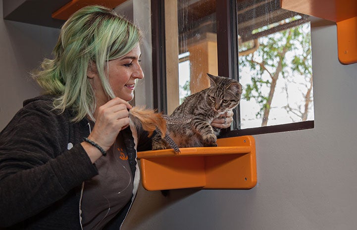 Samantha Bell DiGenova playing with a kitten