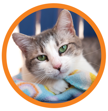 Cat World Photo Icon