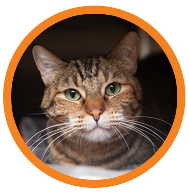 Cat Photo Icon - Drizzle the cat