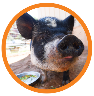 Piggy Paradise Photo Icon