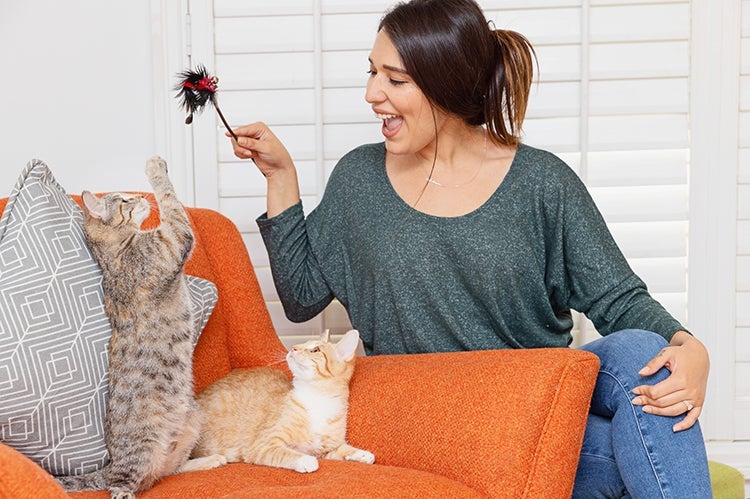 Person playing with a wand toy with two kittens