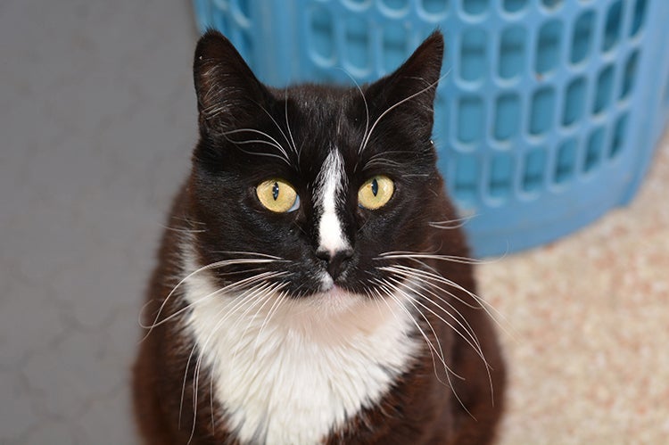 Benny, a black and white cat from the Incontinental Suite at Cat World