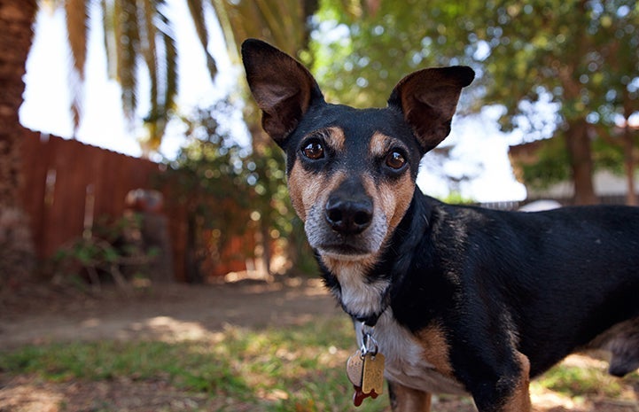 Tan and black terrier-type dog who is receiving treatment for lymphoma in a yard surrounded by a fence and trees