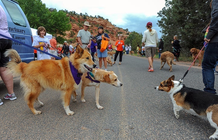 Two dogs on leashes meeting and looking ate each other