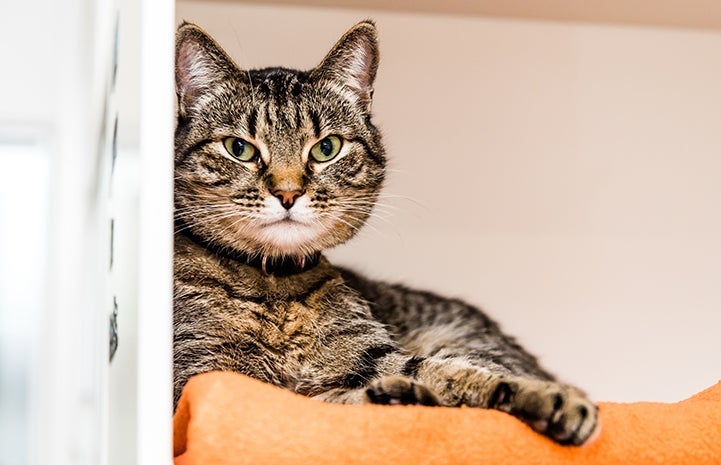 Brown tabby cat lying on an orange blanket