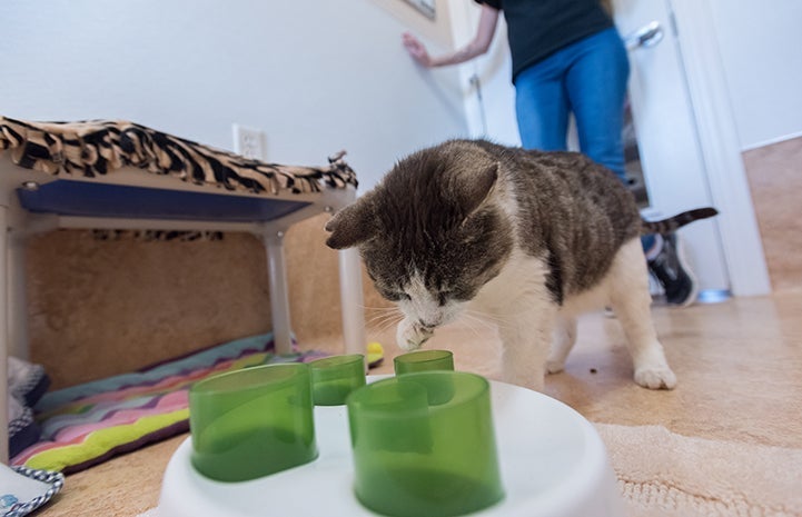 Eli the cat interacting with a food puzzle toy