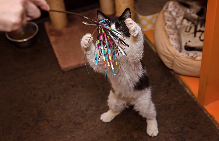 Person using a wand toy to play with a black and white cat